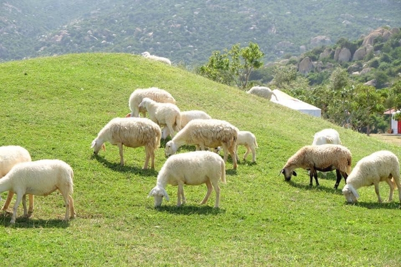 Đồng Cừu