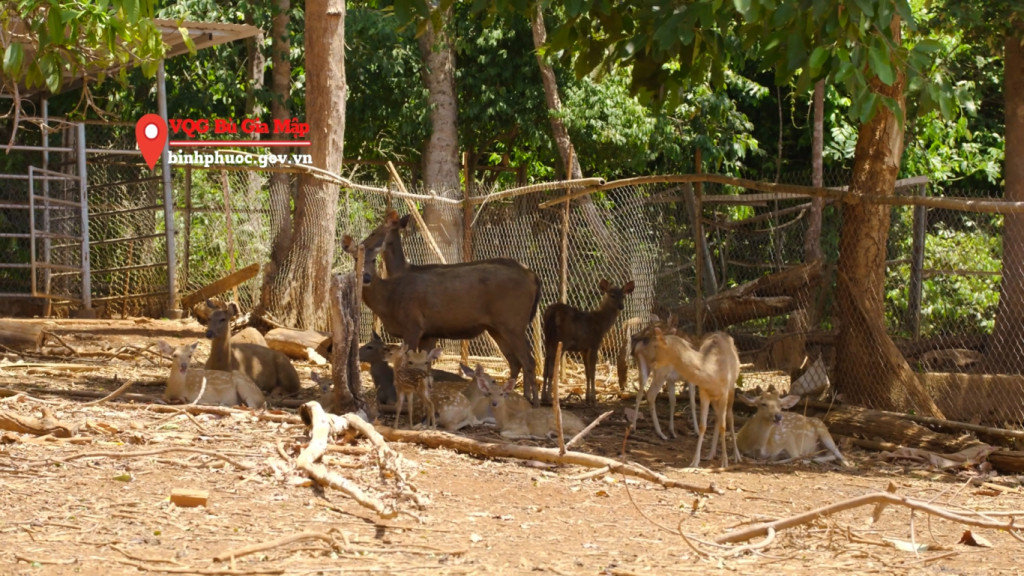 Trung tâm bảo tồn động vật. Ảnh: UBND tỉnh Bình Phước