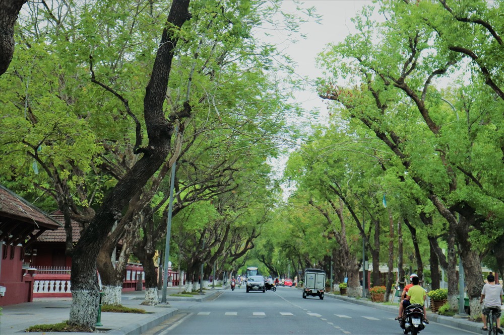 Những con đường rợp cây ở Huế. Ảnh: VIVTV