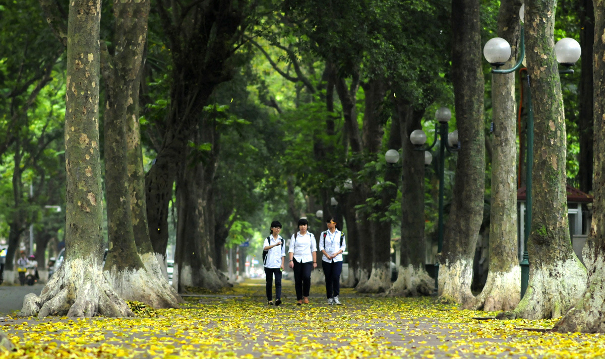 Mùa lá sấu rụng tạo nên khung cảnh thơ mộng trên đường Phan Đình Phùng. Ảnh: vnexpress.