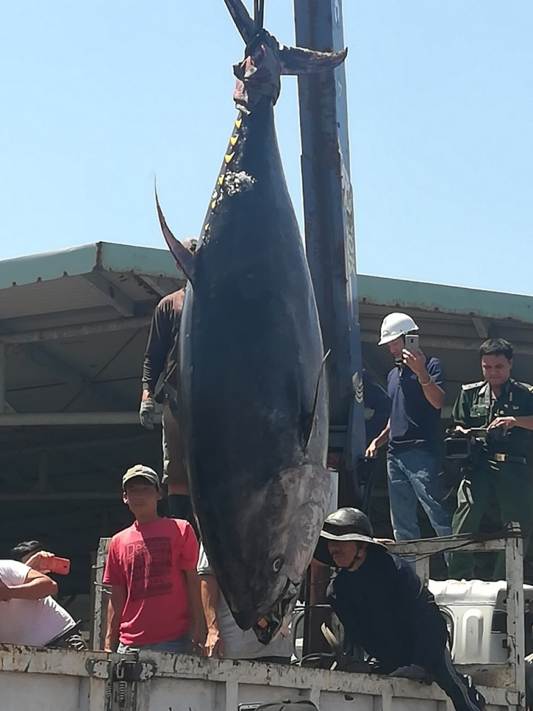 Ngư dân Phú Yên đang đánh bắt cá ngừ