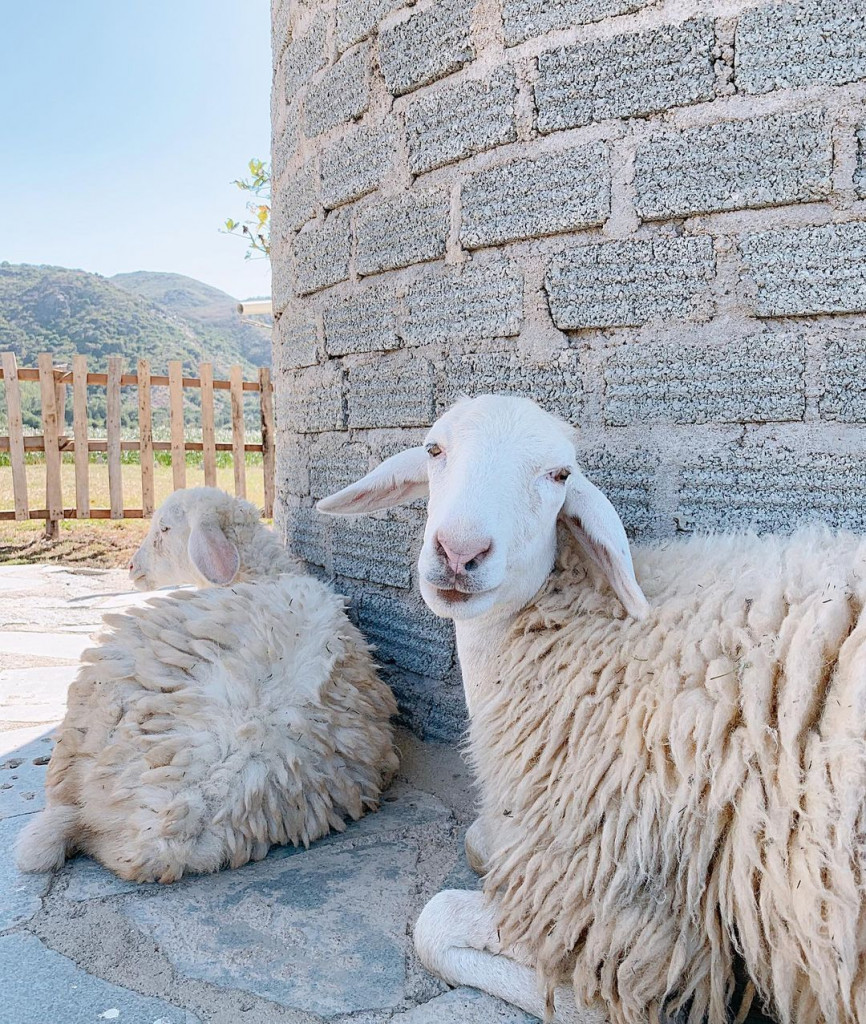 Các chú cừu rất đáng yêu và thân thiện. Ảnh: @sao_champa97
