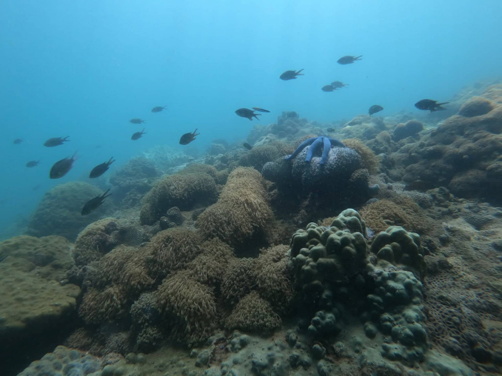 Rạn san hô được bảo tồn nghiêm ngặt. Ảnh: VnExpress.