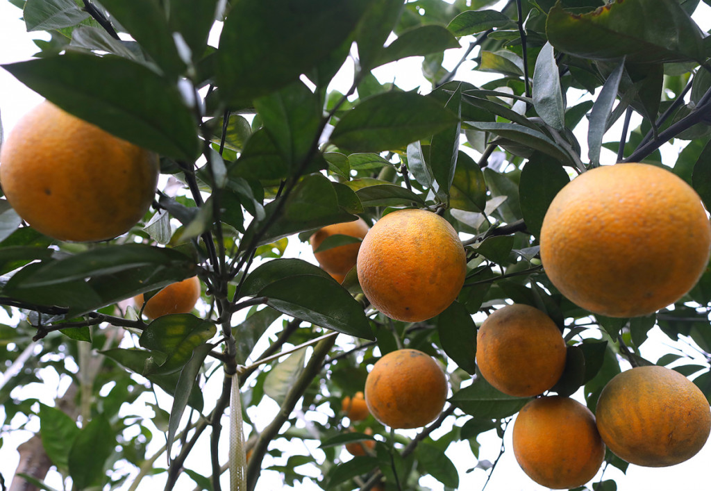 Cây cam Cao Phong trĩu cây khi vào mùa. Ảnh: VnExpress