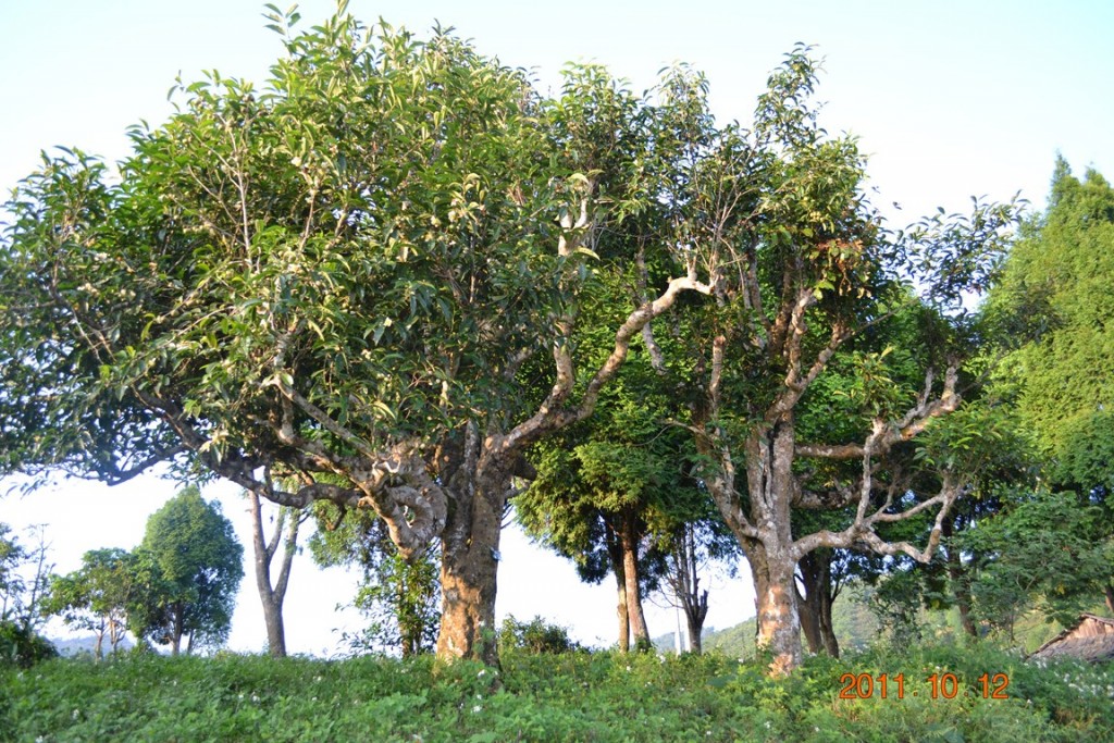 cây-trà-cổ-thụ-Sơn-La-ivivu