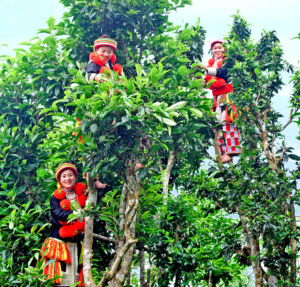 Người dân thôn Phia Chang, xã Sơn Phú (Na Hang) nô nức thu hoạch lá chè vào vụ. Ảnh: Quốc Việt/Báo Tuyên Quang.