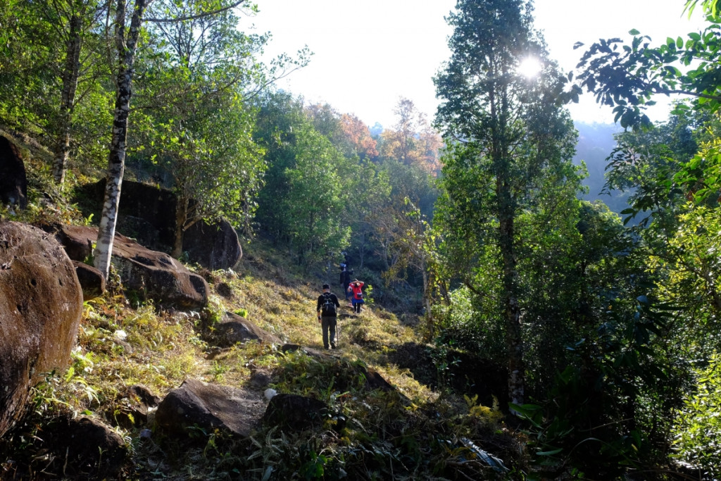 Bóng mát của những cây rừng giúp người leo núi tránh nắng. Ảnh: VnExpress.