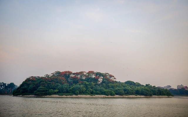 Đảo cò nằm giữa hồ nước rộng thuộc công viên Nam Hòa (Hưng Yên).