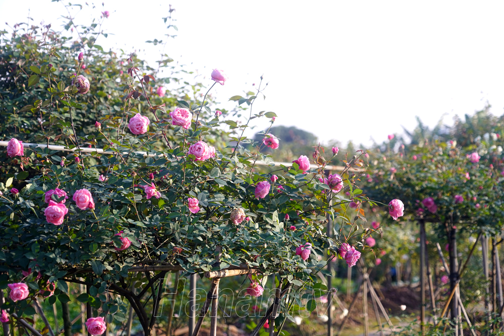 Nhiều loại hồng ở làng Phù Vân. Ảnh: Hà Nam TV.